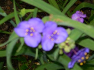 Tradescantia purple.JPG Tradescantia purple.JPG