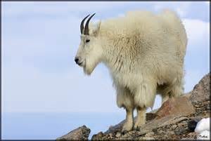 mountain goat.jpg