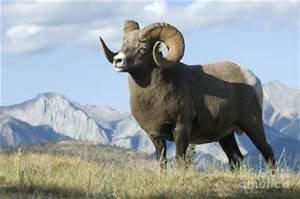 mountain sheep.jpg