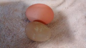 peep egg 011.jpg