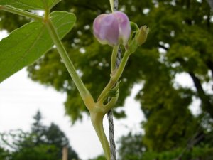 DSCN6727.JPG DSCN6727.JPG