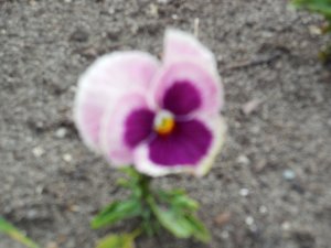 viola pink.JPG viola pink.JPG