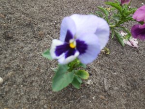 viola blue.JPG viola blue.JPG