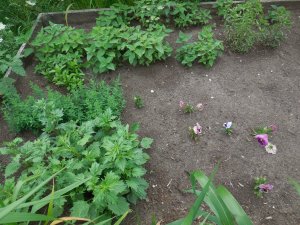seedling flower bed.JPG seedling flower bed.JPG
