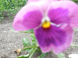 viola lavender.JPG viola lavender.JPG