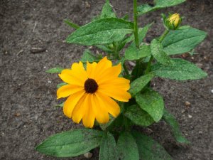 black-eyed susan.JPG black-eyed susan.JPG