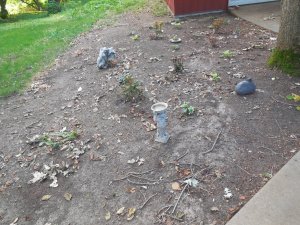 garden hosta new.JPG garden hosta new.JPG