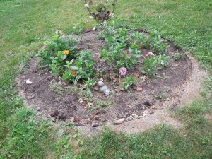 garden child.JPG garden child.JPG