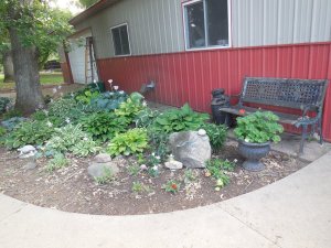 garden hosta sun.JPG