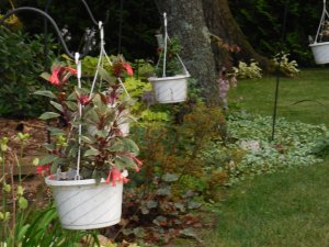 fuchsia baskets.JPG