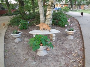 begonia containers.JPG begonia containers.JPG
