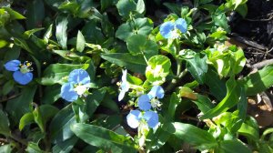 what is this plant.jpg