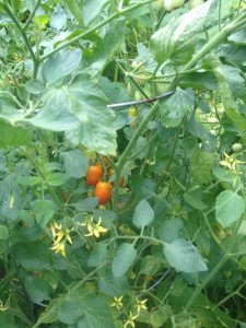 IMG_4634.JPG IMG_4634.JPG