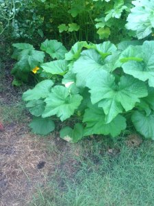 IMG_4594.JPG IMG_4594.JPG