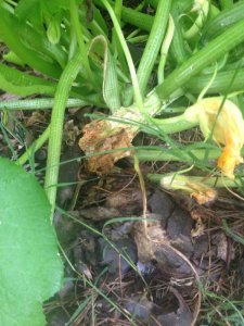 IMG_4593.JPG IMG_4593.JPG