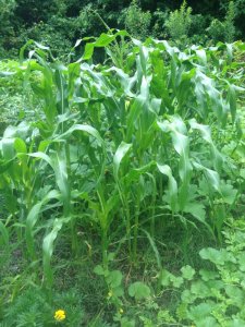 IMG_4605.JPG IMG_4605.JPG