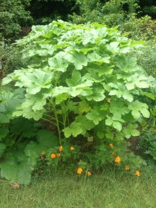 IMG_4635.JPG IMG_4635.JPG