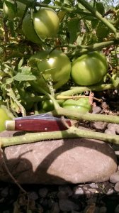 IMG_20160818_125214819.jpg IMG_20160818_125214819.jpg