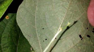 leaf 1.jpg