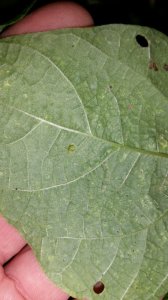 leaf 3.jpg