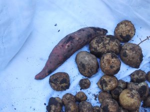 potato harvest 2016 Sweet spud.JPG