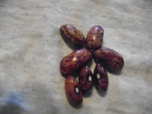 27 4 dark striped.JPG