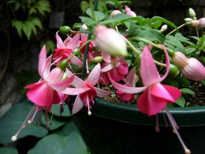 Pink La Campanella.JPG Pink La Campanella.JPG