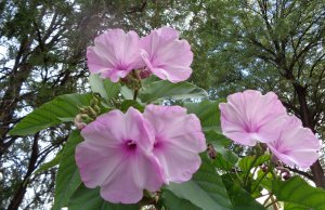 10 28 16 EU Morning Glories 02 email.JPG