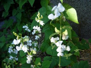 DSCN6159.JPG