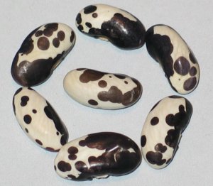 Holstein.jpg