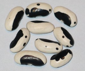 Holstein Segregation #2.jpg