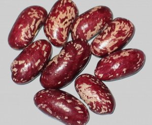 Iroquois Cornbread.jpg