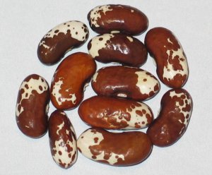 Pandora - 2016 Seg #2.jpg