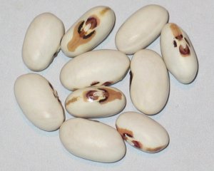 Rabbits Foot Segregation #3 - 2016 Seg #2.jpg