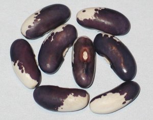 WB-PKT #18 - Sebastian.jpg