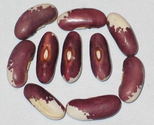 WB-PKT #18 - Seg #2.jpg WB-PKT #18 - Seg #2.jpg