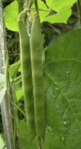 Bean* Irish Conners.jpg Bean* Irish Conners.jpg