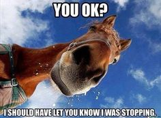 i should have let you know (horse).jpg
