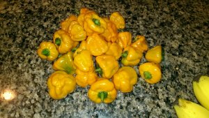 Scotch Bonnets.JPG Scotch Bonnets.JPG