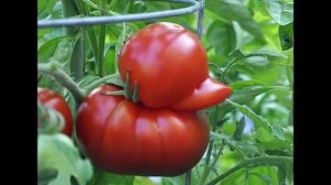 tomato_duck_1.jpg