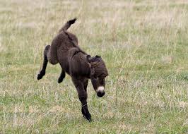 kicking donkey.jpg