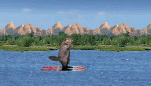 Beaver-Waterskiing.gif