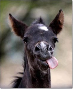 funny foal.jpg