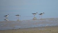 black necked stilts.jpg