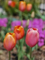 hhp (79)_edited-1.jpg