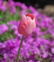 hhp (81)_edited-1.jpg