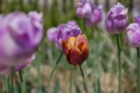 hhp (68)_edited-1.jpg