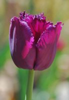 hhp (97)_edited-1.jpg