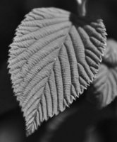 hhp (40)_edited-1.jpg