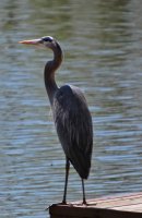 hhp (101)_edited-1.jpg